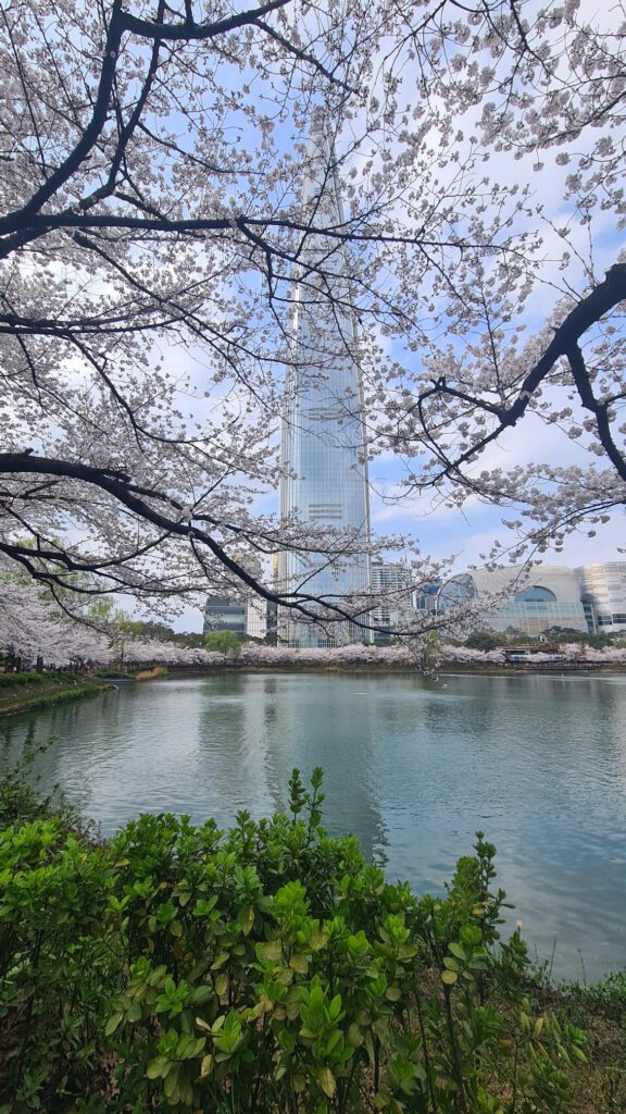 Lotte Tower met Kersenbloesem