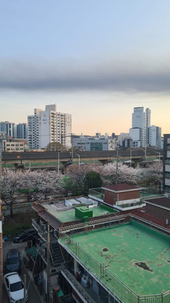 cherry blossom house